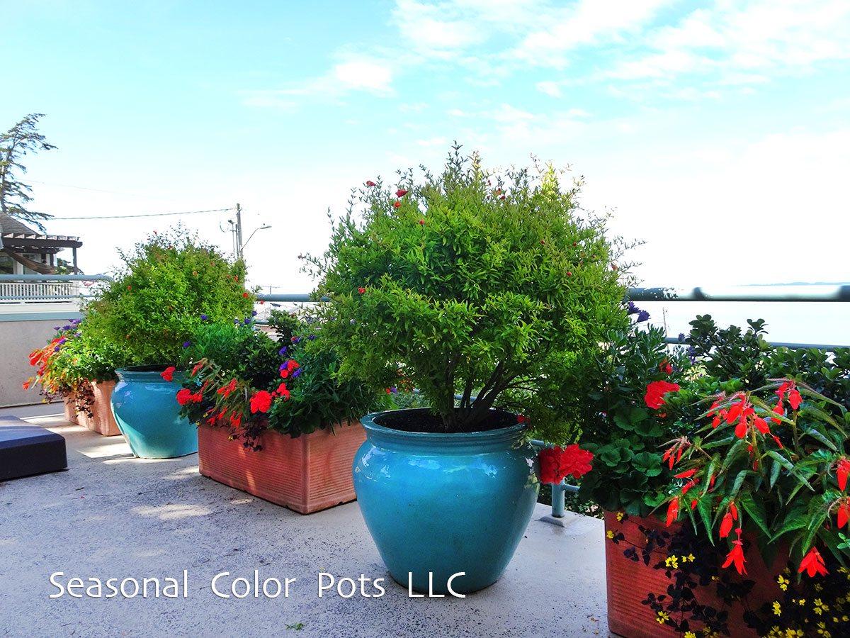 Seasonal Color Pots Summer Balcony Gardens
