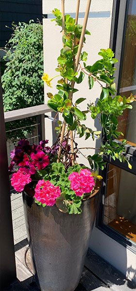 Container Gardening Services, Seattle Area
