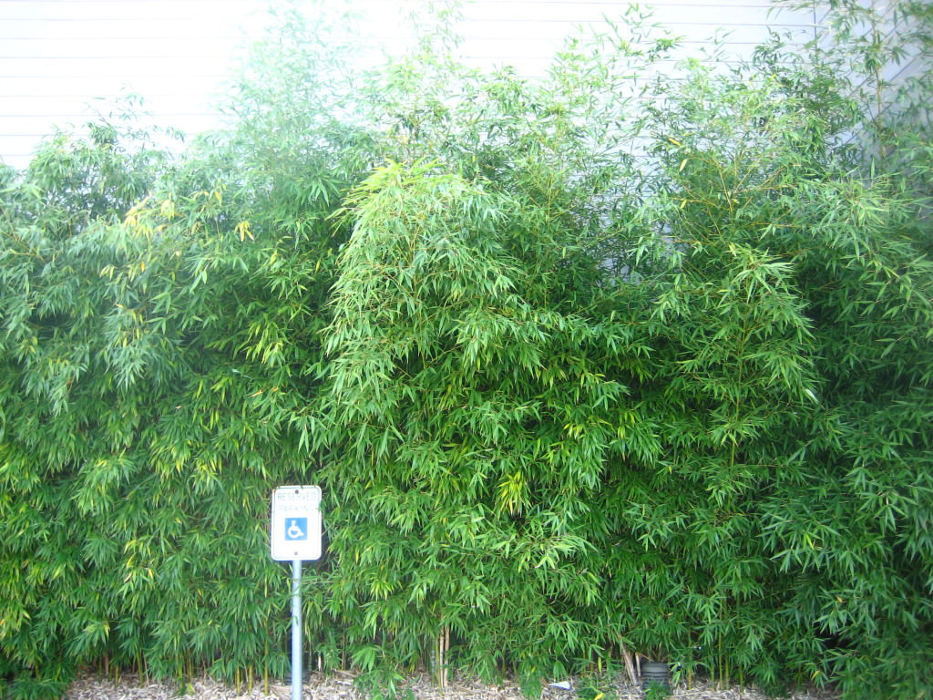 bamboo Seattle WA